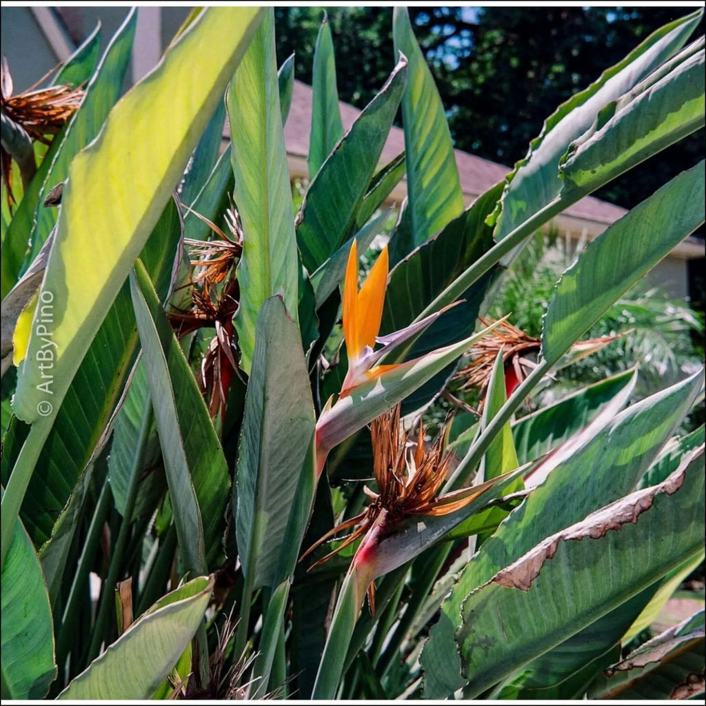 Vibrant orange and purple bird-of-paradise flower with long, green, serrated leaves.