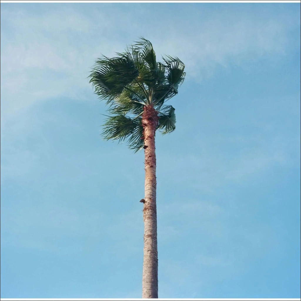Tall palm tree with a slender, textured trunk and lush green fronds swaying against a clear blue sky.
