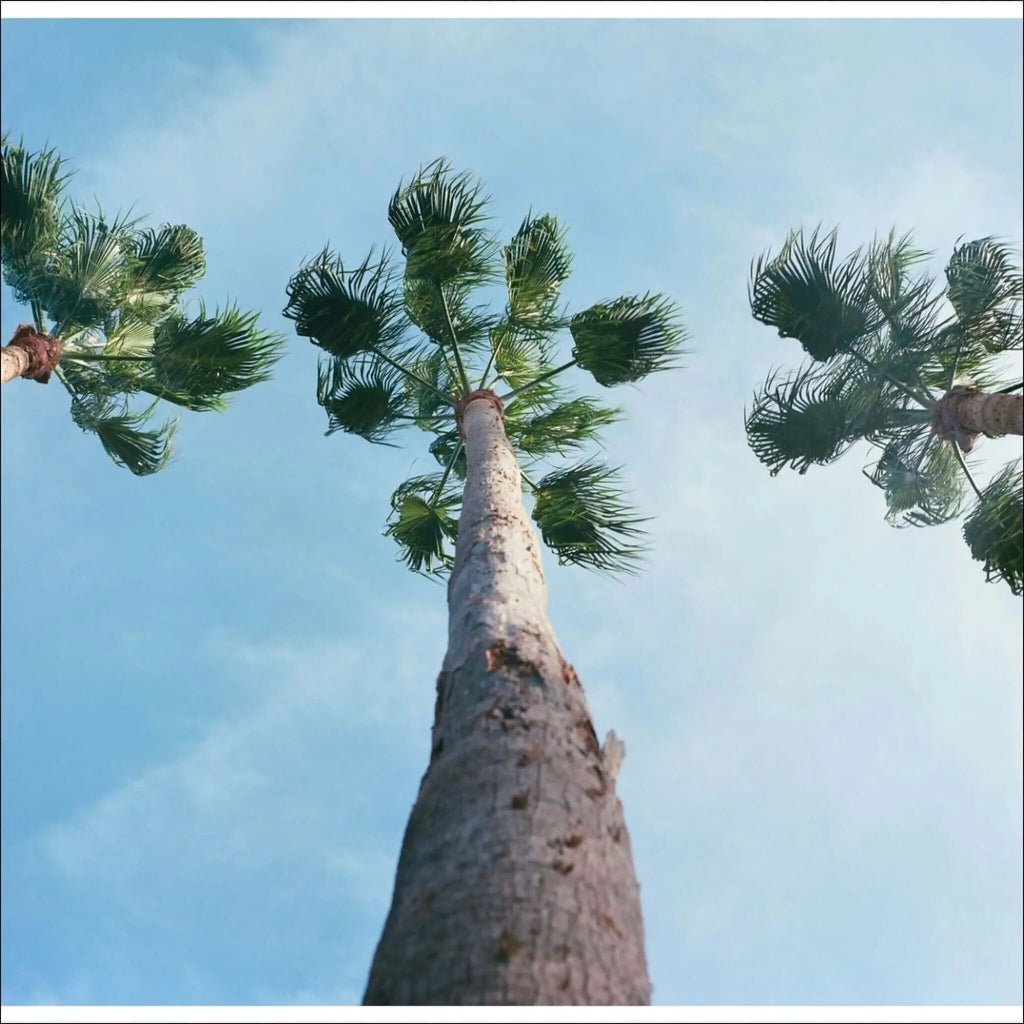 Tall palm tree with a textured, light gray trunk and vibrant green fronds reaching skyward.
